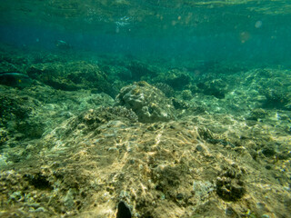 Underwater view of sea with  stones and algae