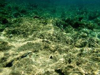 Fototapeta na wymiar Underwater view of sea with stones and algae