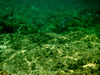 Underwater view of sea with  stones and algae