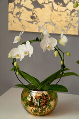 Close-up of round shape white phalenopsis orchid in a gold vase in interior. 