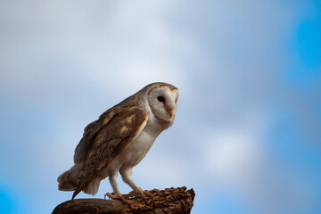 Barn Owl standing looking for prey