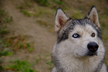 Portrait of a Husky dog with multicolored eyes.