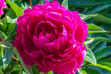 Blüten und Knospen einer Pfingstrose, Paeonia. Die Bauernpfingstrose ist eine der ältesten Gartenpflanzen in Europa.