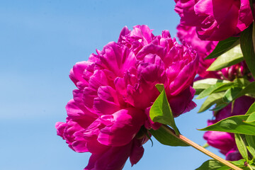 Blüten und Knospen einer Pfingstrose, Paeonia. Die Bauernpfingstrose ist eine der ältesten...