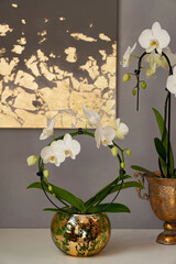 Round shape white phalenopsis orchid in a gold color vase  umbrella shape white phalenopsis orchid in gold antique vase in interior with painting on the wall