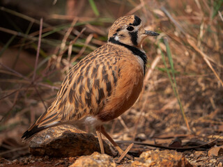 Inland Dotterel in Red Centre Australia