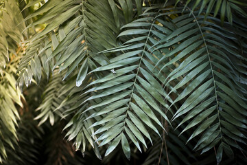 Tropical leaves in the jungle background. Rainforest with plants and amazing sunshine in the morning jungle