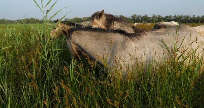 White Camargue horses, Mare with foal, the Camargue, France.