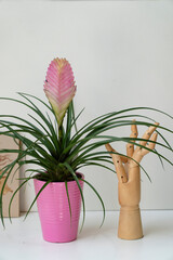 Tropical guzmania plant in a pink ceramic flowerpot. Decorative wood hand on the side. 