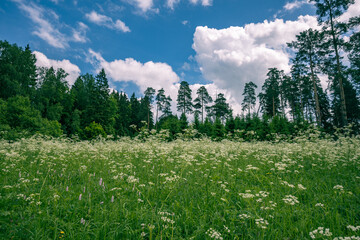 Tranquil panoramic landscape of blooming white wildflowers and lush grass meadow. Tall pines and spruce trees in the background against cloudy blue. Hiking locations for contemplation, relaxation.