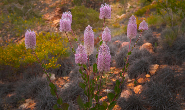 Pink Mulla Mulla flowers in Central Australia