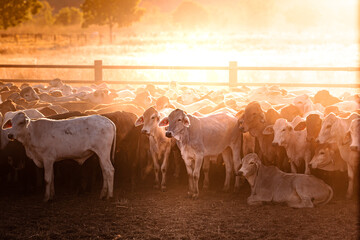 The bulls in the yards on a remote cattle station in Northern Territory in Australia at sunrise. - obrazy, fototapety, plakaty