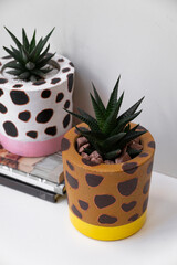 Close-up of isolated aloe plants in flower pots designed as cow pattern.