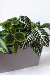 Close-up of green leave plants in gray flowerpot on white background. 