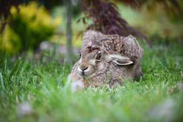 rabbit in the grass