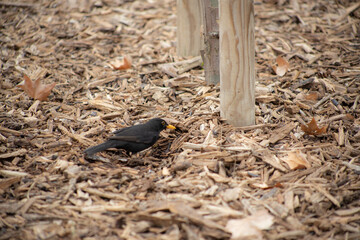 black bird on wooden floor