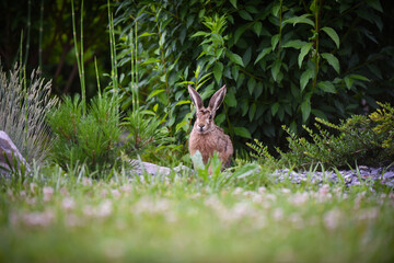 rabbit in the grass