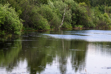 The shore of the old pond is thickly overgrown with willows