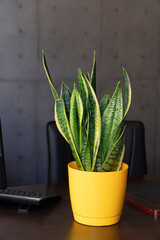 Green snake plant sansevieria in yellow plastic flower pot on the office table.