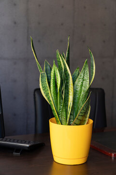 Green Snake Plant Sansevieria In Yellow Plastic Flower Pot On The Office Table.