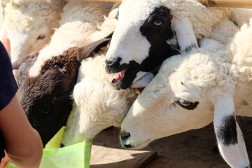 Naklejka premium Asian child girl feeding sheep in a stable
