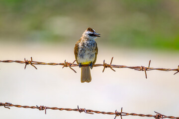 color bird on a wire at thae electrical substation