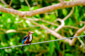 color bird on a wire at thae electrical substation