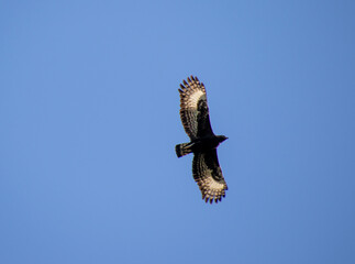 A long-crested eagle viewed from below isolated in clear blue sky in South Africa