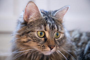 portrait of calm gray siberian cat 