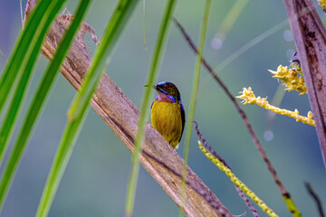 colorful Bird on a tree branch