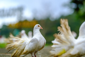 white bird on the ground 