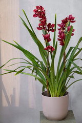 Burgundy color cymbidium orchid in beige ceramic flower pot standing on pedestal on gray background