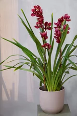 Poster Burgundy color cymbidium orchid in beige ceramic flower pot standing on pedestal on gray background © Asima
