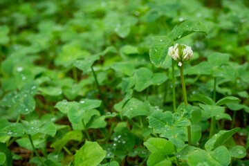 雨に濡れたシロツメクサ