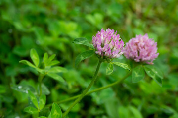 雨に濡れたムラサキツメクサ