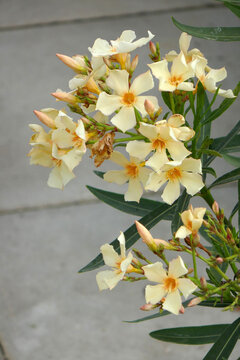 gelber Oleander