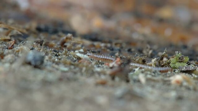 Tiny centipede crawling on the ground in the forest in Estonia