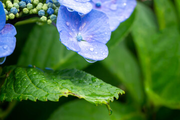 雨に濡れたしずくの残る青いアジサイ