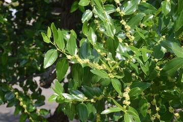 Jujube flowers. Rhamnaceae deciduous fruit tree. Berry is edible and medicinal.