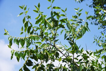 Jujube flowers. Rhamnaceae deciduous fruit tree. Berry is edible and medicinal.