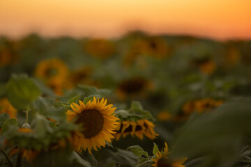 Sunflower on the background of the field and summer sunset sky. Selective focus