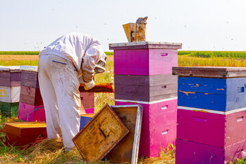 Apiarist, beekeeper is checking bees on honeycomb wooden frame