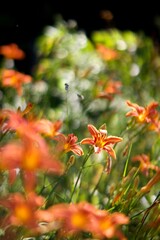 Lys orange fleur sauvage - biodiversité nature écosystème