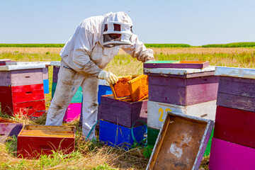 Apiarist, beekeeper is working in apiary, row of beehives, bee farm