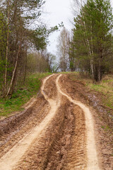 Obraz premium dirt road in the forest
