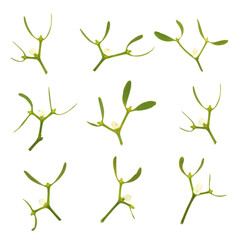 Mistletoe leaf sprig collection on white background. Winter plant worshipped by Druids and pagans...