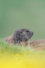 Marmot in the mountains (Marmota marmota)