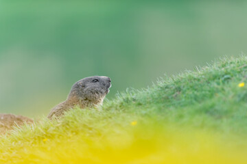 Alpine marmot in spring season (Marmota marmota)