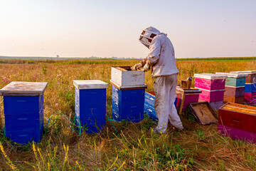 Apiarist, beekeeper is harvesting honey, vintage