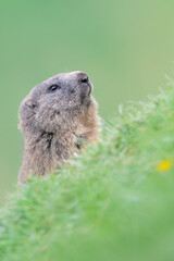 Portrait of Marmot in Alps mountains (Marmota marmota)